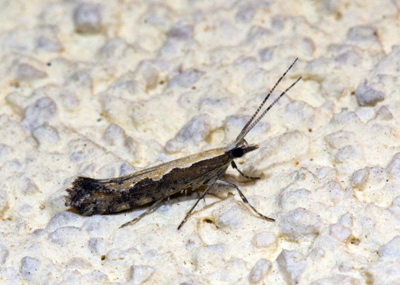 Plutella xylostella ? S